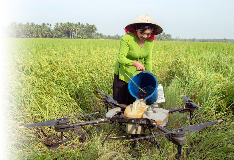 Xã viên Hợp tác xã Tấn Đạt ở xã Trung Ngãi, huyện Vũng Liêm (Vĩnh Long) sử dụng máy bay không người lái phục vụ canh tác lúa hữu cơ. Ảnh: Thúy Hằng