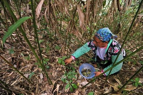 Cây sa nhân dễ trồng, dễ chăm sóc, giá bán cao, đầu ra ổn định. Ảnh: Phan Tuấn Anh – TTXVN