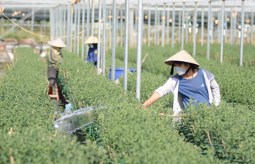 Làng hoa Dương Sơn nhộn nhịp vào vụ Tết