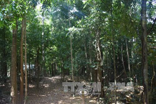 Giữ màu xanh cho rừng Tây Nguyên