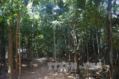 Giữ màu xanh cho rừng Tây Nguyên