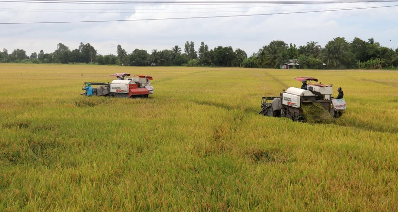 Nông dân thu hoạch lúa Hè Thu ở xã Thạnh Lộc, huyện Châu Thành (Kiên Giang). Ảnh: Lê Huy Hải - TTXVN
