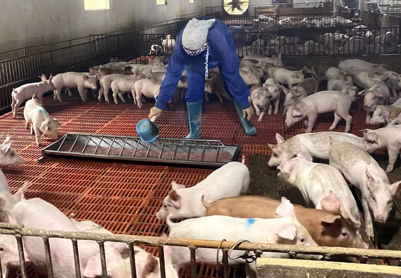Gương Nông dân Việt Nam xuất sắc: Mô hình chăn nuôi sạch thu lãi trên 1 tỷ đồng mỗi năm của chị Nguyễn Thị Thanh Tâm