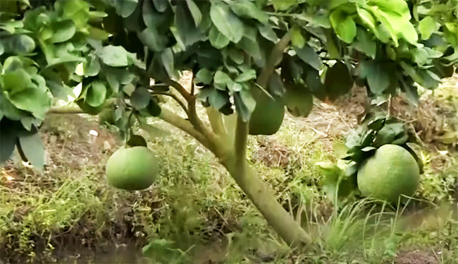 Năm 2023, Long An chuyển đổi cơ cấu cây trồng trên 9.000ha đất trồng lúa. Ảnh: longan.gov.vn