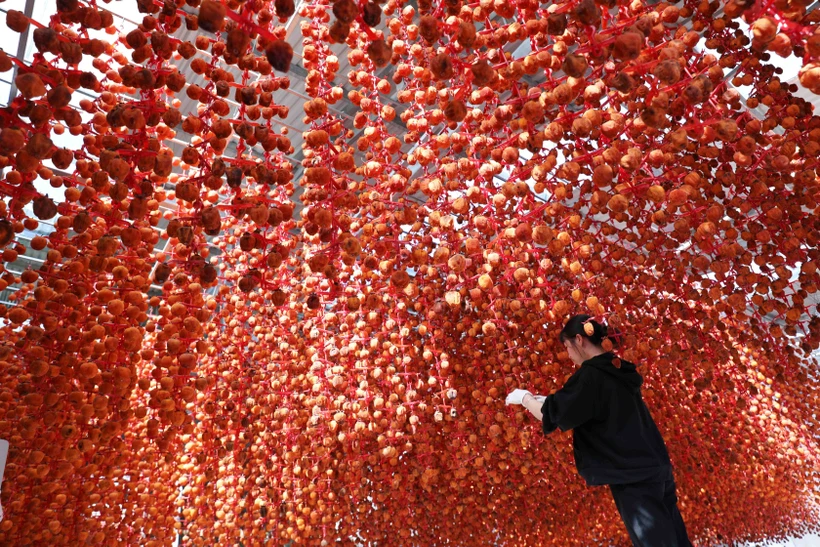 Sản phẩm hồng treo trong nhà tại cơ sở hồng sấy Lễ Vân, Đà Lạt (Lâm Đồng). Ảnh: TTXVN