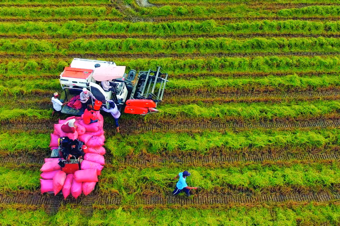 Thu hoạch lúa bằng máy gặt đập liên hợp tại xã Phước Hưng, huyện Trà Cú (Trà Vinh). Ảnh: Phúc Thanh - DTMN