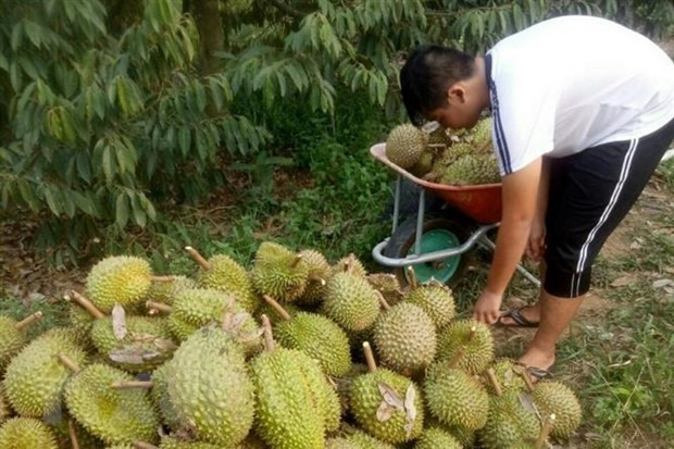 Thu hoạch sầu riêng. Ảnh: Nguyễn Dũng-TTXVN