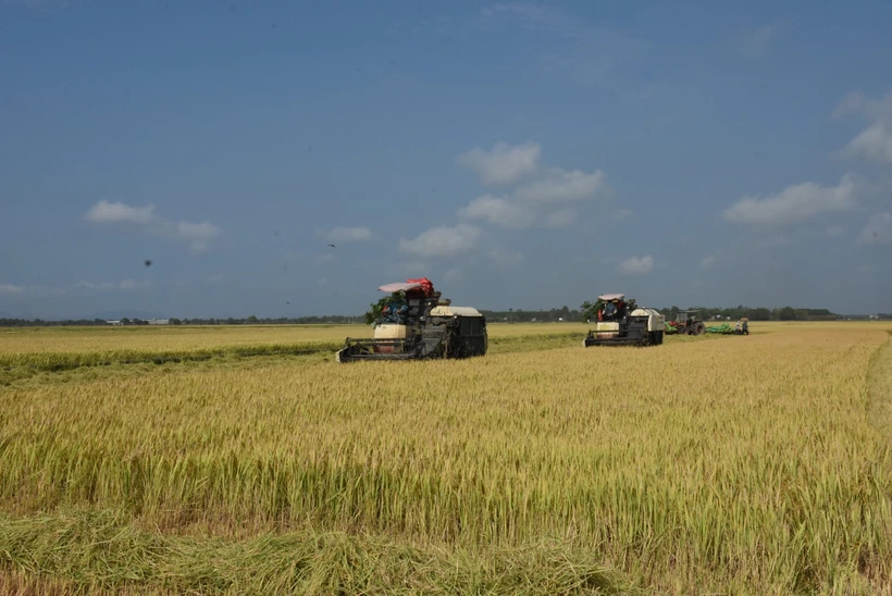 Bà con nông dân tại xã Láng Dài, huyện Đất Đỏ thu hoạch lúa vụ Đông Xuân. Ảnh: Hoàng Nhị - TTXVN