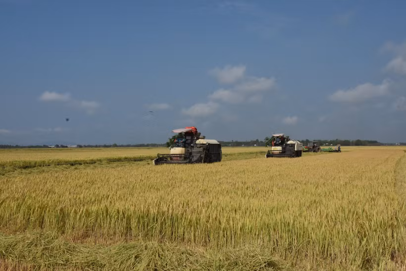 Bà con nông dân tại xã Láng Dài, huyện Đất Đỏ thu hoạch lúa vụ Đông Xuân. Ảnh: Hoàng Nhị - TTXVN