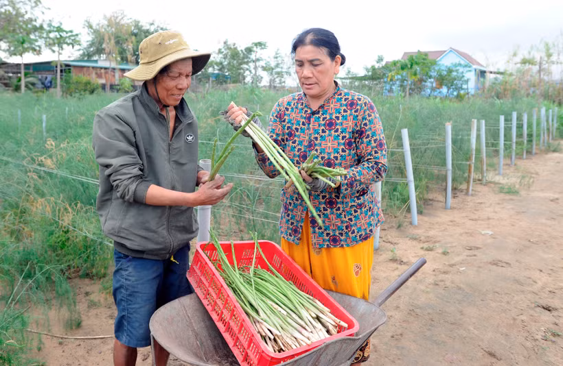 Măng tây xanh là loại cây trồng giúp đồng bào Chăm ở xã Phước Hải, huyện Ninh Phước thoát nghèo. Ảnh: An Hiếu