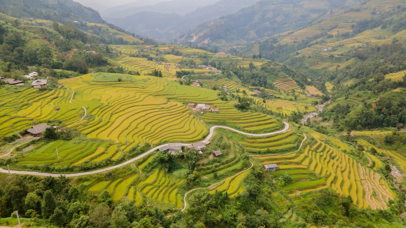 Sắc vàng phủ kín ruộng bậc thang vùng cao Hà Giang