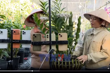 "Vườn lan Thạch Hoa" của nữ nông dân sản xuất giỏi người Khmer