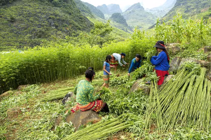 Cây lanh trở thành đòn bẩy kinh tế và du lịch ở Đồng Văn