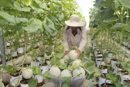 Chuyển đổi cơ cấu cây trồng, vật nuôi phù hợp từng vùng đất Long An