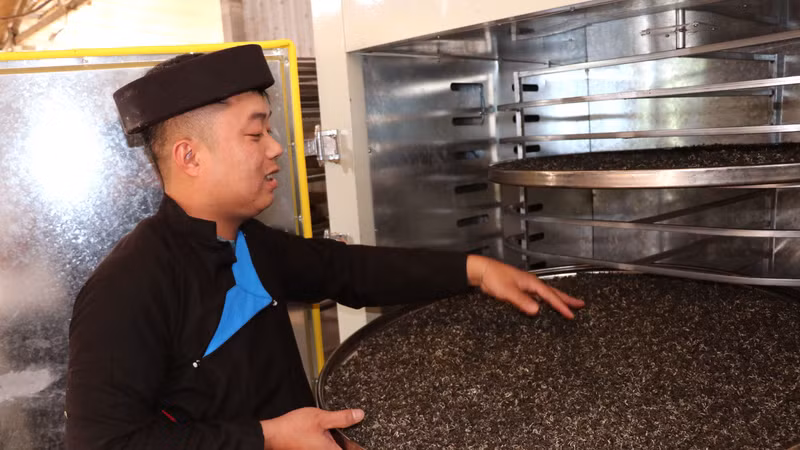 Chàng trai người Dao nâng tầm chè Shan tuyết trên dãy Tây Côn Lĩnh
