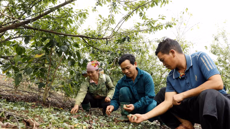 Mưa đá gây thiệt hại đến sản xuất nông nghiệp của Sơn La