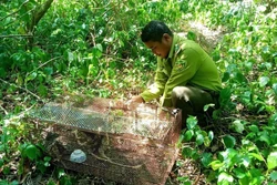 Quảng Ngãi thả 3 cá thể diều hâu quý hiếm về lại tự nhiên​