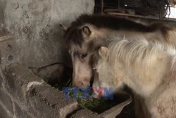 Vùng cao Lai Châu chủ động phòng, chống rét cho đàn gia súc