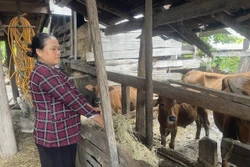 Hỗ trợ sinh kế giúp người dân thoát nghèo bền vững ​