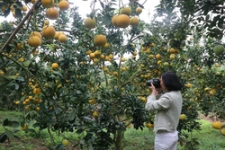Mùa quả chín 'đánh thức' du lịch nông nghiệp