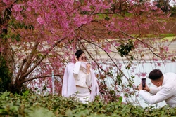 Mai anh đào Đà Lạt vào mùa đẹp nhất