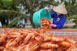 Làng nghề ven biển Cà Mau nhộn nhịp vào mùa Tết