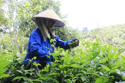 Lào Cai: Khơi dậy tiềm năng phát triển sau sáp nhập