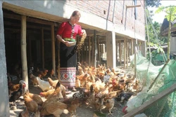 Giảm nghèo bền vững - Điểm tựa cho xây dựng nông thôn mới tại Nghệ An