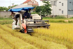 Tập trung thu hoạch lúa, tránh bất lợi về thời tiết