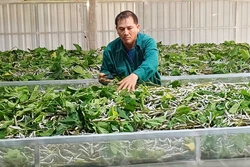 Hướng đi mới trong chuyển đổi cơ cấu cây trồng ở Gia Lai