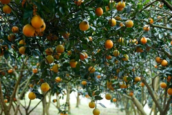Tái canh cây cam Cao Phong, giữ vững thương hiệu trên thị trường