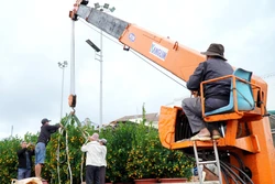 Mang Tết sớm ra đặc khu Lý Sơn