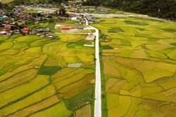 Mùa vàng ở Ngọc Chiến, Sơn La
