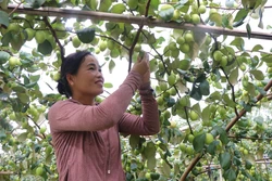 Quảng bá, phát triển thương hiệu đặc sản táo Đại Sơn (Bắc Ninh)