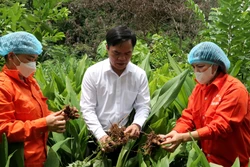 Hành trình người phụ nữ vùng cao đưa 9 sản phẩm tinh bột nghệ đạt chuẩn OCOP