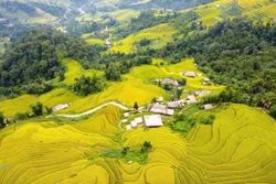 Rực rỡ mùa lúa chín dưới chân Tây Côn Lĩnh (Tuyên Quang)