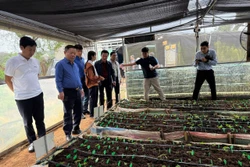 Kon Tum tiếp tục yêu cầu kiểm tra lại việc mã số vùng trồng cho sâm Ngọc Linh