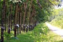 Hồi sinh màu xanh trên vùng đất ô nhiễm bom, mìn