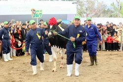 Sơn La tổ chức hội thi 'Hoa hậu bò sữa Mộc Châu năm 2026'