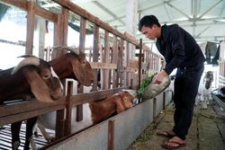 Mở lối làm giàu từ hộ nông dân đến chi hội nghề nghiệp