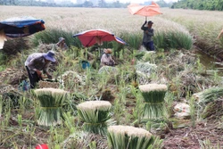 Phát triển cây sả theo hướng bền vững ở xã cù lao