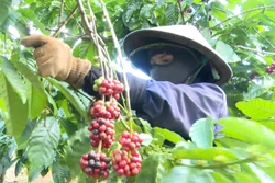 Giá cà phê giảm chậm, thu nhập nông dân vẫn đảm bảo