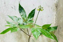 Bảo tồn nguồn gene dược liệu để xóa nghèo bền vững