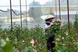 Đồng bào K’Ho thoát nghèo nhờ trồng hoa hồng công nghệ cao
