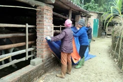 Tăng sức đề kháng cho đàn vật nuôi trước thời tiết giá rét