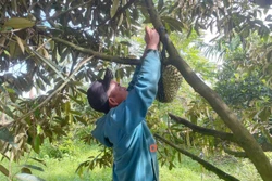 Đắk Lắk siết chặt quản lý hoạt động mua, bán sầu riêng