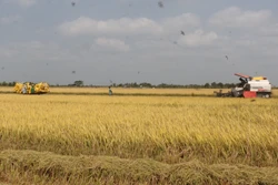 Cà Mau tạo sinh kế giúp đồng bào Khmer vươn lên