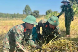 Bộ đội Gia Lai xuống đồng hỗ trợ người dân vùng biên giới thu hoạch lúa