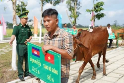 Tặng bò giống cho các hộ dân khu vực biên giới Việt Nam - Campuchia