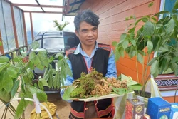 Tu Mơ Rông 20 năm vươn lên thành 'thủ phủ' sâm Ngọc Linh